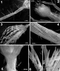 Attēlu rezultāti vaicājumam “Chara hispida”