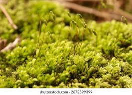 Attēlu rezultāti vaicājumam “Mnium hornum”