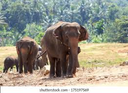 Image result for pinawella