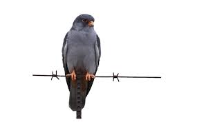 Image result for Falco amurensis