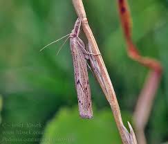 Attēlu rezultāti vaicājumam “Pediasia contaminella”