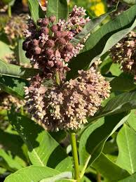 Attēlu rezultāti vaicājumam “Betula humilis male flower”