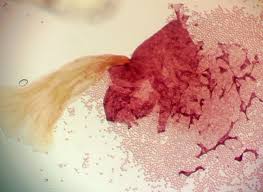 Attēlu rezultāti vaicājumam “Cribraria oregana”