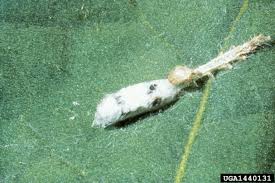 Attēlu rezultāti vaicājumam “Ichneumonidae cocoon”