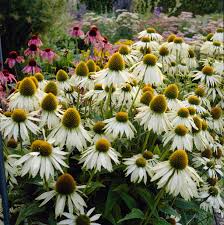 Image result for Echinacea Lustre hybrids