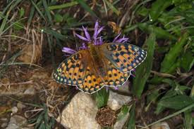 Attēlu rezultāti vaicājumam “Argynnis aglaja”