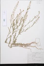 Attēlu rezultāti vaicājumam “Lepidium densiflorum”