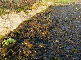 Attēlu rezultāti vaicājumam “Nostoc commune”