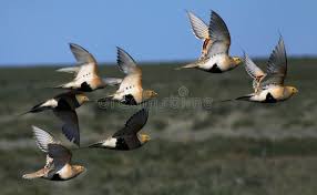 Image result for Syrrhaptes paradoxus