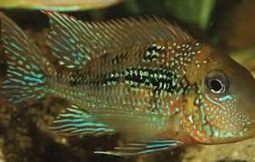 Attēlu rezultāti vaicājumam “Nardia geoscyphus”