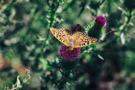 Attēlu rezultāti vaicājumam “Argynnis laodice male”