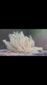 Attēlu rezultāti vaicājumam “Heterotrichia obvelata (syn. Arcyria obvelata) spores”