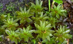 Attēlu rezultāti vaicājumam “Bryum funkii”