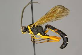 Attēlu rezultāti vaicājumam “Diphyus latebricola”