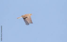 Image result for Anthus campestris