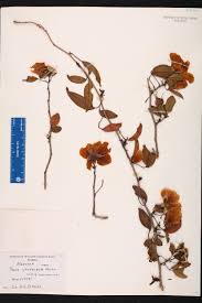 Attēlu rezultāti vaicājumam “Xylita laevigata”