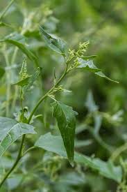 Attēlu rezultāti vaicājumam “Atriplex patula leaf”