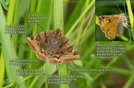 Attēlu rezultāti vaicājumam “Euclidia glyphica”