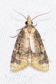 Attēlu rezultāti vaicājumam “Platyptilia sp.”