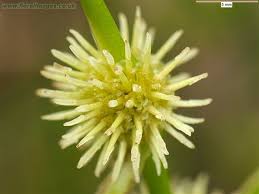 Attēlu rezultāti vaicājumam “Sparganium minimum”