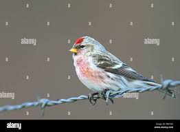 Attēlu rezultāti vaicājumam “Carduelis flammea female”