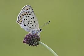 Attēlu rezultāti vaicājumam “Lycaena tityrus”