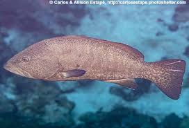 Image result for Mycteroperca olfax