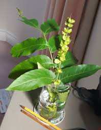 Attēlu rezultāti vaicājumam “Pterocarya fraxinifolia male flower”