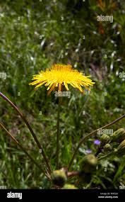 Attēlu rezultāti vaicājumam “Crepis tectorum flower”