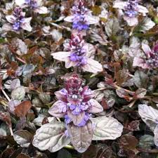 Attēlu rezultāti vaicājumam “Ajuga reptans leaf”