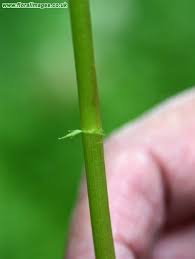 Attēlu rezultāti vaicājumam “Berula erecta leaf”