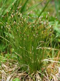 Attēlu rezultāti vaicājumam “Trichophorum alpinum fruit”