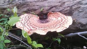 Attēlu rezultāti vaicājumam “Polyporus squamosus”