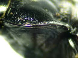 Attēlu rezultāti vaicājumam “Nebria brevicollis”