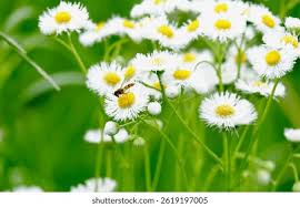Attēlu rezultāti vaicājumam “Erigeron annuus flower”