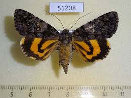 Attēlu rezultāti vaicājumam “Catocala pacta”