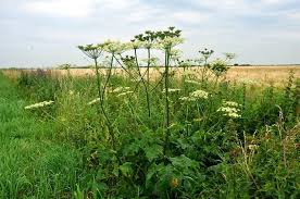 Image result for Heracleum sphondylium