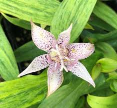 Attēlu rezultāti vaicājumam “Trioza dispar nymph”