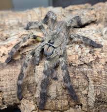 Attēlu rezultāti vaicājumam “Polypogon tentacularius male”