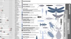 Image result for Evolution Stammbaum