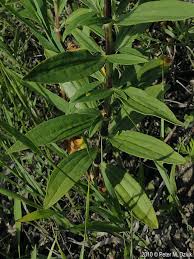 Attēlu rezultāti vaicājumam “Saponaria officinalis leaf”
