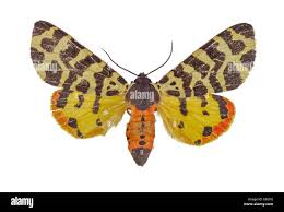 Attēlu rezultāti vaicājumam “Arctiidae”