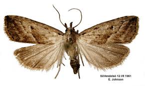 Attēlu rezultāti vaicājumam “Hypenodes humidalis”