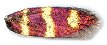 Attēlu rezultāti vaicājumam “Micropterix aureatella”