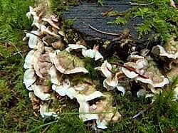 Attēlu rezultāti vaicājumam “Skeletocutis odora”