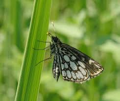 Attēlu rezultāti vaicājumam “Heteropterus morpheus underside”