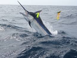 Image result for Istiompax indica