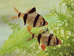 Image result for Cyprinus multitaeniatus