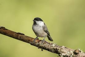 Image result for Poecile montana