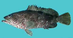 Image result for Epinephelus morio